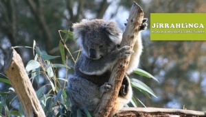 Barwon Heads things to do kids koalas